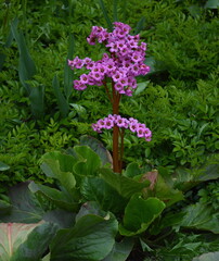 Pink flowers of Bergenia crassifolia plant in May