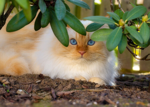 Cat with blue eyes sitting under the leaves of a rhododendron