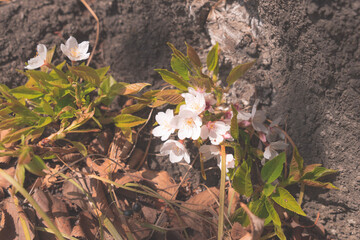 flowers