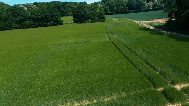 FPV SHOT - Flight around trees and freestyle