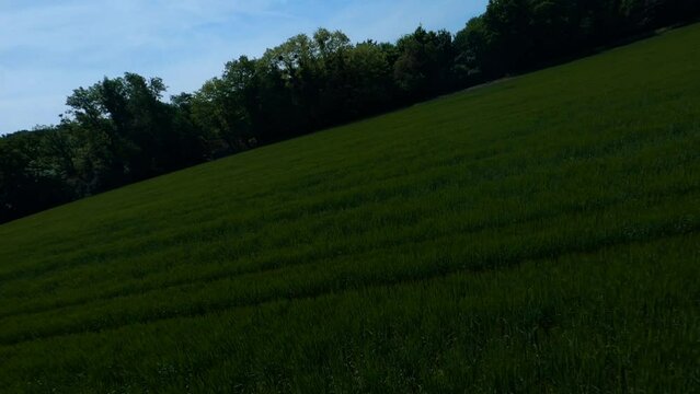 FPV DRONE SHOT - Flight around tree and above a forest