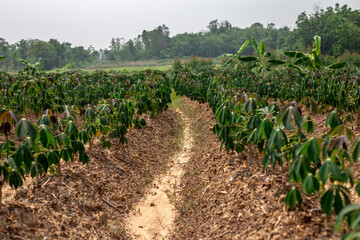 Fototapeta na wymiar cassava fields in agricultural areas