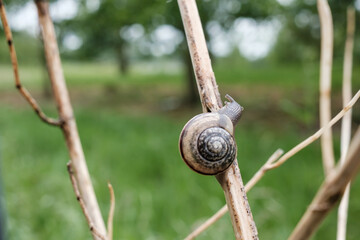 Snail crawls along a dry branch, against a blurred background of trees, on a spring day.