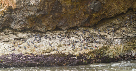 Sea birds sitting on rock next to ocean