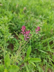 flowers in the field