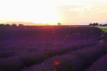 Obraz na płótnie Canvas Beautiful lavender field landscape on a sunset