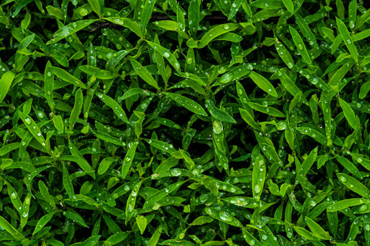 Krople wody na trawie po deszczu