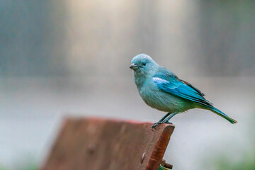 Blue-gray tanager