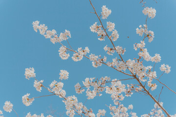 blossom in spring