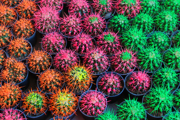 Colored cacti in flower pots. Abstract creative cactus background. Plants for home decoration concept.