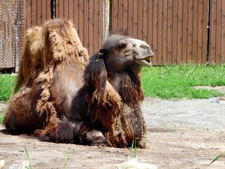 An old camel lies in the yard, close-up