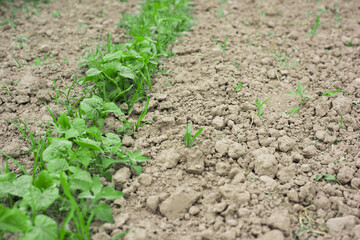young sprouts of cucumbers in the vegetable garden