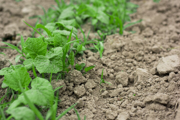 young sprouts of cucumbers in the vegetable garden