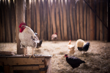 rooster on a haystack