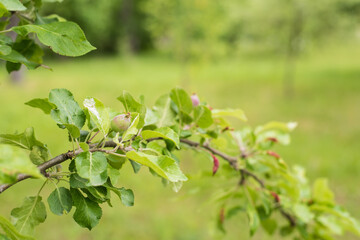 Fototapeta na wymiar young apples ripen on a branch