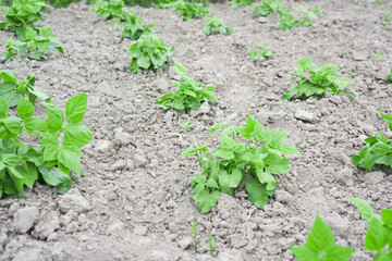 young beans in the garden