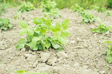 young beans in the garden