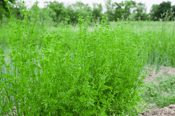 young parsley in the garden
