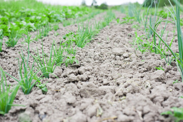 young onions in the garden