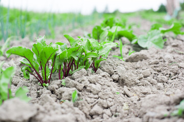 young beets in the garden