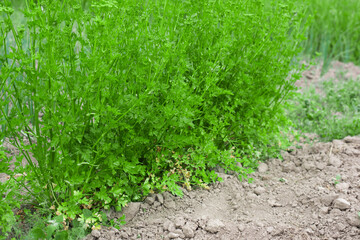 young parsley in the garden