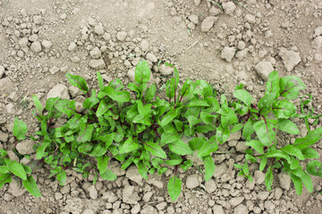 young beets in the garden