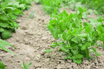 young peas in the garden