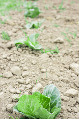 young cabbage in the garden