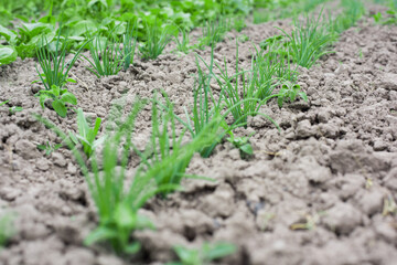 young onions in the garden