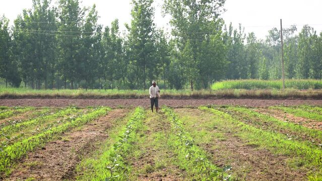 An Indian poor village farmer spreads fertilizer or urea on his farmland to enhance soil fertility. This essential agricultural practice helps improve crop yield and sustain rural livelihoods.