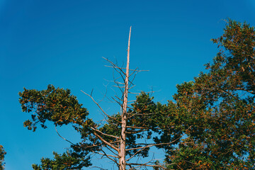 trees and sky