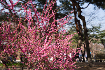 blossom in spring