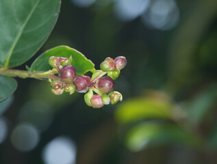 Close-Up small Lagerstroemia speciosa flowers in garden , macro nature