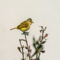 Hooded siskin