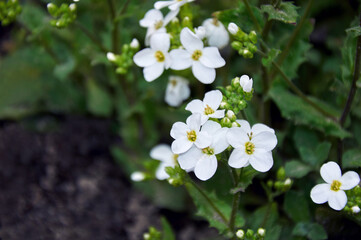 White four-petalled flowers close-up in the garden in spring