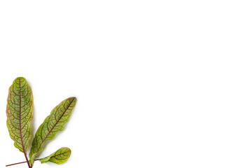 Sorrel green leaves isolated on white background. Flat lay, top view of fresh salad leaves. Copy space. Red micro veined sorrel.