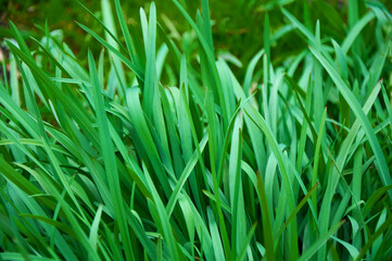 Tall bright lush green grass. Grass texture