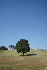 tree in the field