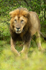 Big lion Lying Portrait_the Masai Mara_