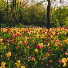 field of tulips