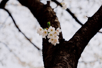 tree in bloom