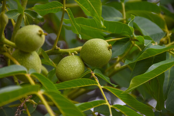 Close-up of green young walnuts on a branch in a garden plot