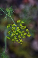 Green young dill sprouts and flowers on a bed, garden plot