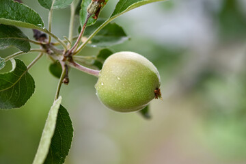 Close-up of green young apples on a branch in a garden plot