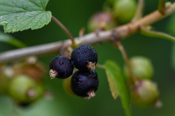 Close-up of unripe and ripe blackcurrants on a branch in a garden plot - 507854889