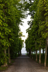 Stockholm, Sweden, Rays of dawn light shine through a path in the trees in the Drottningholm park.