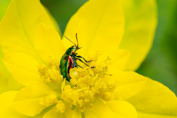 Iridescent beetle chrysomelidae of bright colors on the petals of a yellow flower.