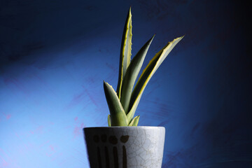 Still life su fondo blu con piccola pianta di agave in un vaso di ceramica azzurra. 