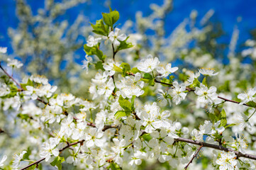 cherry blossoms in spring