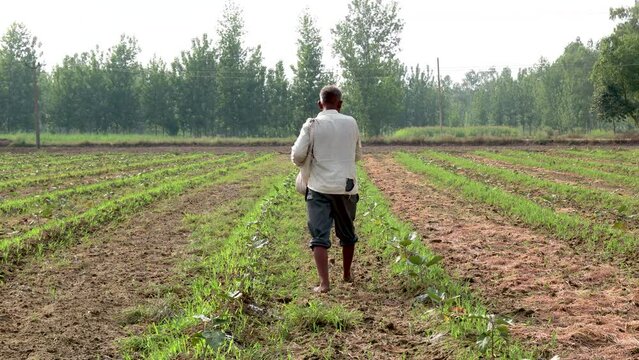 An Indian poor village farmer spreads fertilizer or urea on his farmland to enhance soil fertility. This essential agricultural practice helps improve crop yield and sustain rural livelihoods.